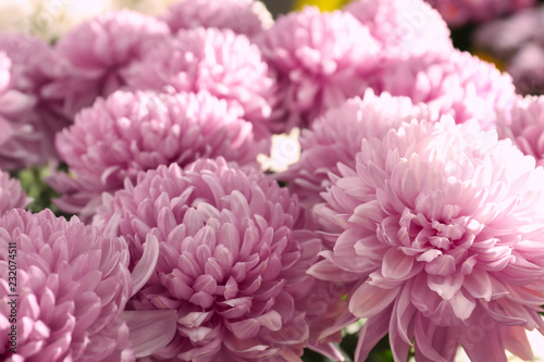 Plenty of beautiful chrysanthemum flowers