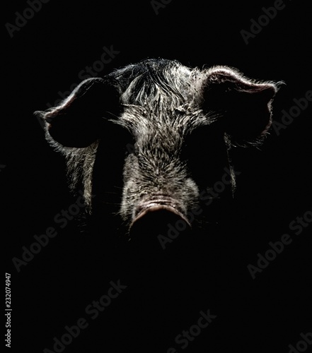 artystyczny-portret-swini