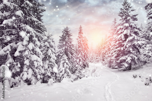 winterurlaub - schnee im wald