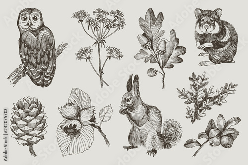 Fototapeta Collection of highly detailed hand drawn owl, hamster, squirrel, acorns, fir branch, berries, pine cone, hazelnut isolated on background