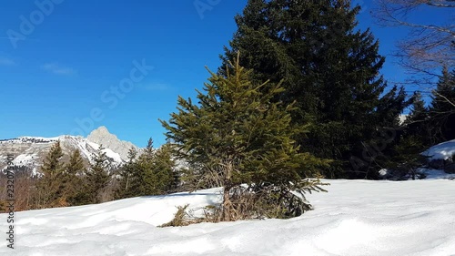 Small Pine Tree In The Snow Covered Landscape In Winter, France, Vercors National Park - 4K Resolution photo