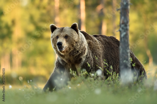 Big brown bear walking at summer scenery