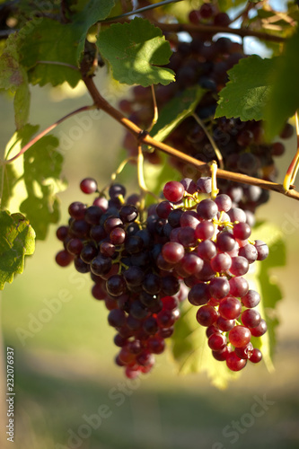 Grapes 1