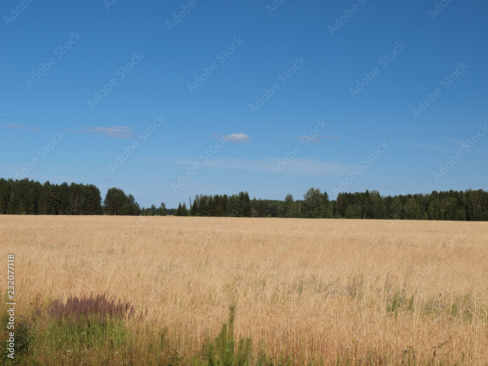 Golden wheat field, summer. Russia, Ural, Perm region Golden wheat field, summer. Russia, Ural, Perm region