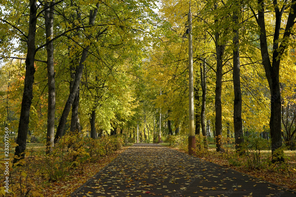Naklejka premium autumn