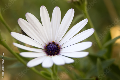 fleur blanche