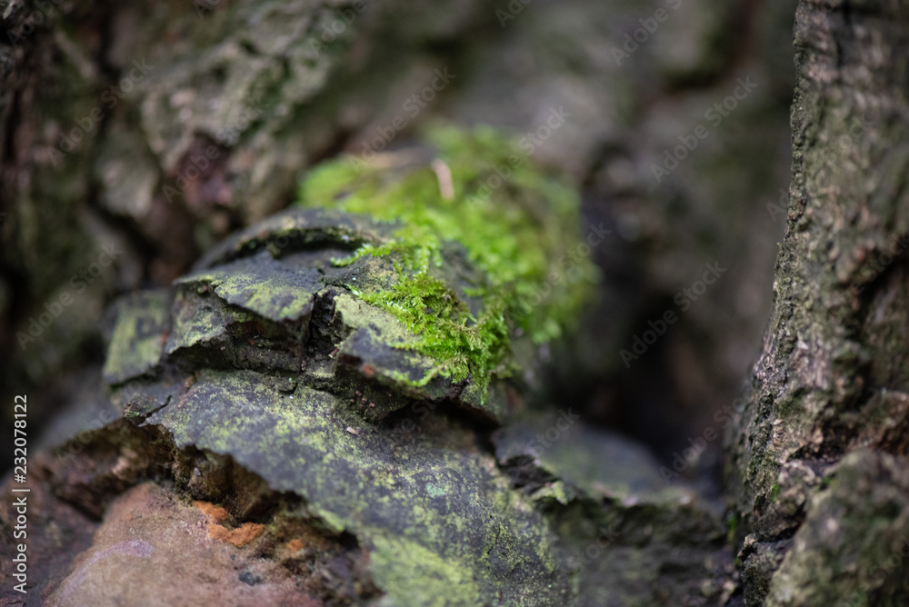 green moss on the bark of a tree green moss on the bark of a tree