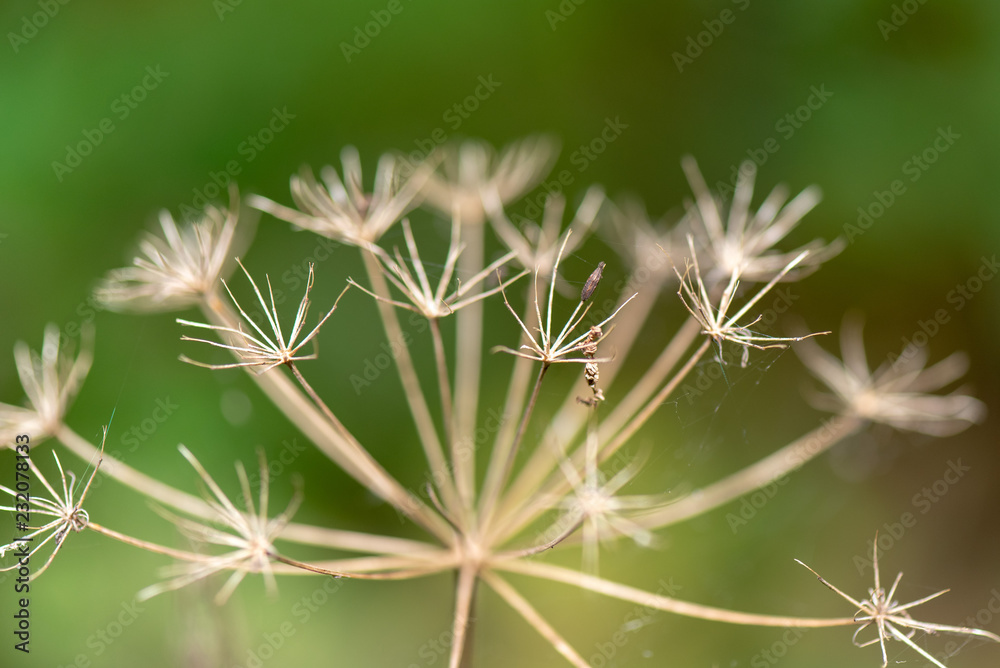 naked dandelion in macro with blurred background