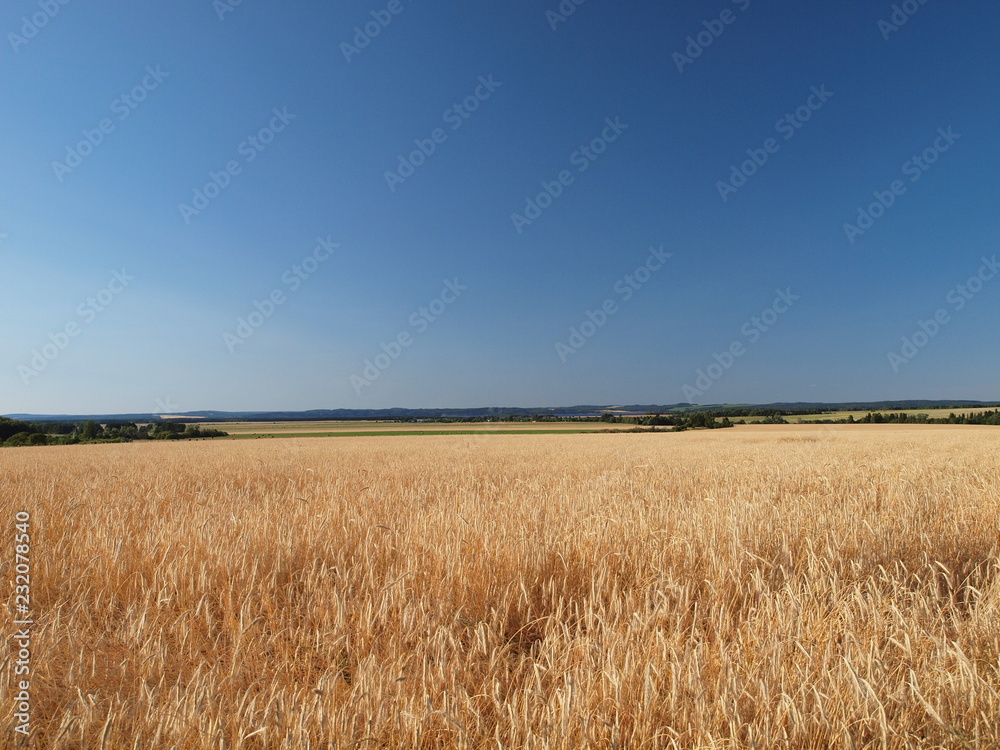 Russian field. Russian summer nature. Russia, Ural, Perm region Russian field. Russian summer nature. Russia, Ural, Perm region