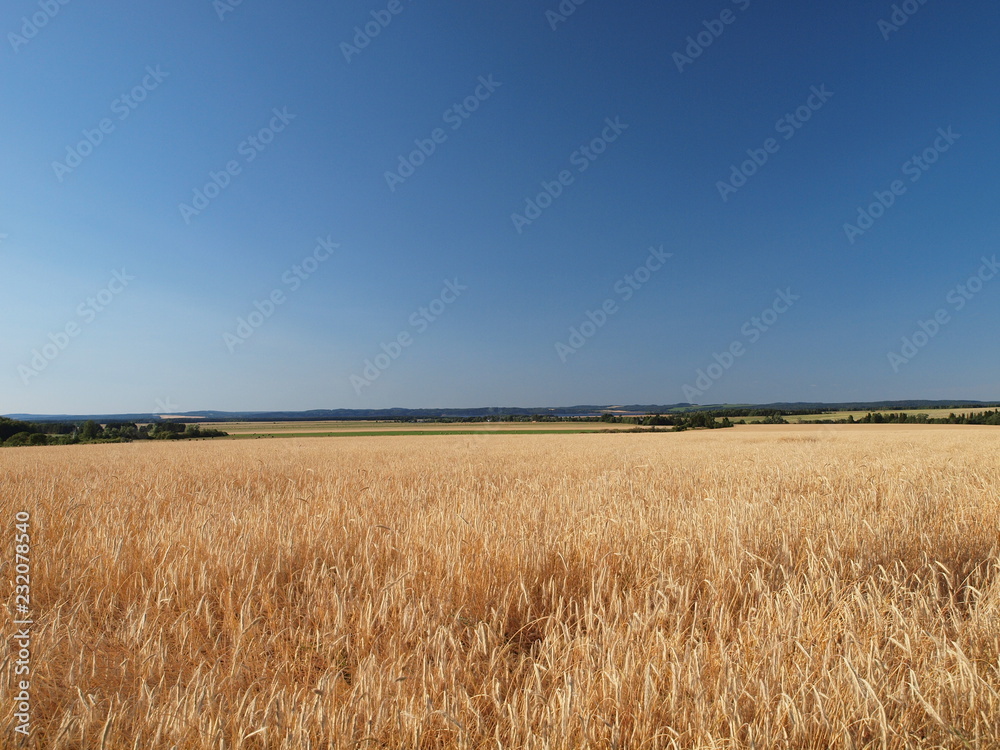 Russian field. Russian summer nature. Russia, Ural, Perm region