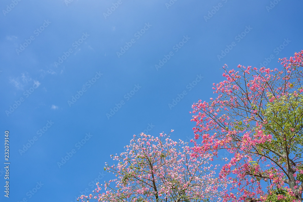 Beautiful different kapok under the blue sky
