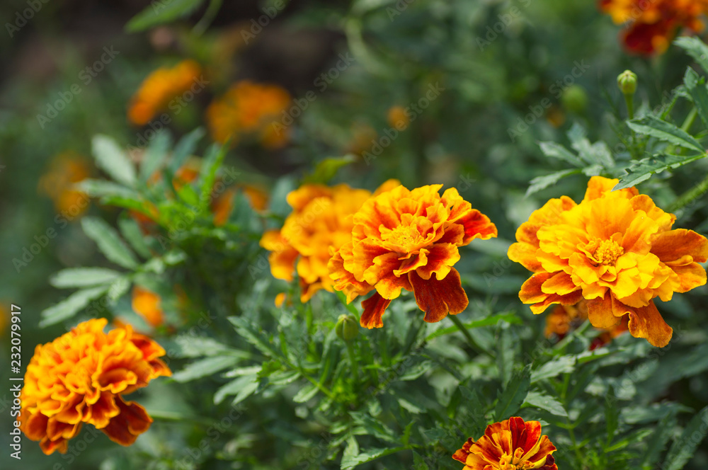 red and yellow flowers red and yellow flowers
