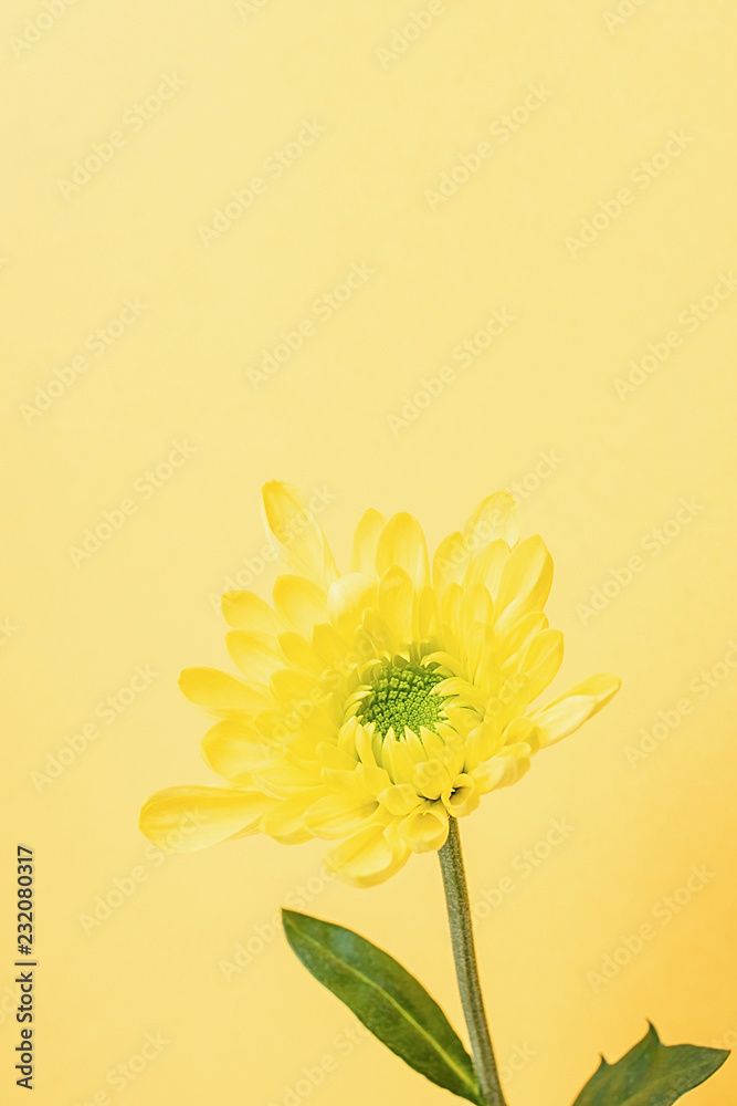 Yellow chrysanthemums on yellow background