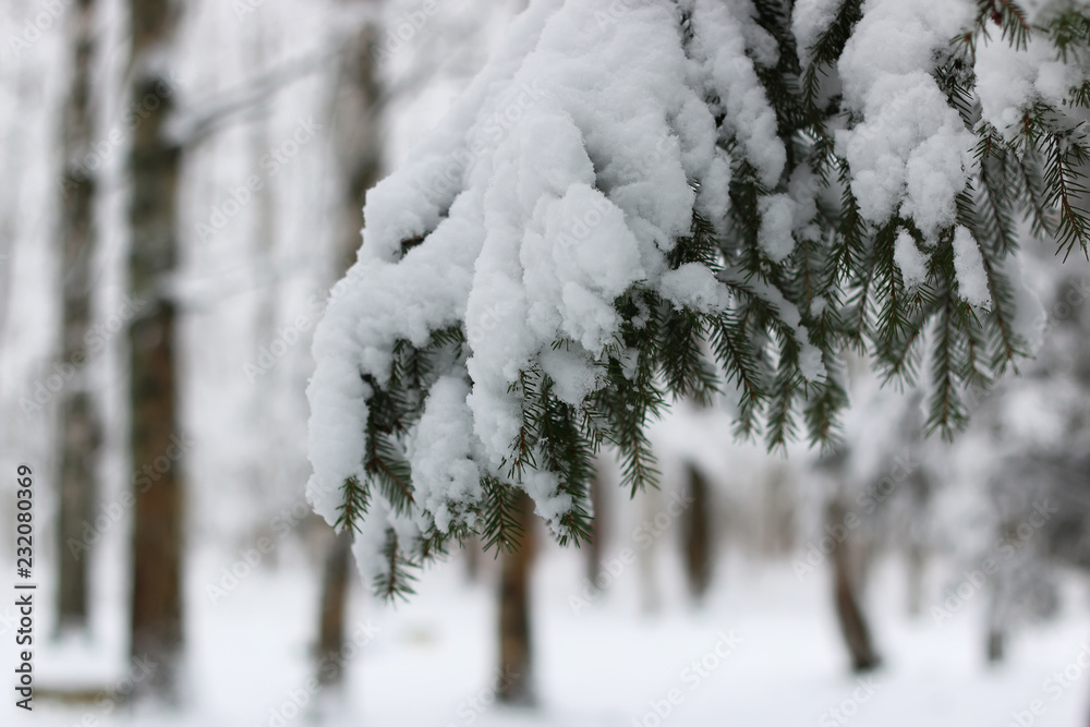 winter snow on fir tree branch winter snow on fir tree branch