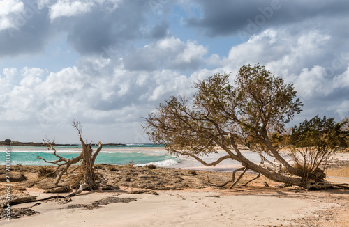 Elafonisi beach in Crete, Greece. Rugged and wild with white fluffy and dark clouds. golden sand, turquoise sea and trees in the foreground.