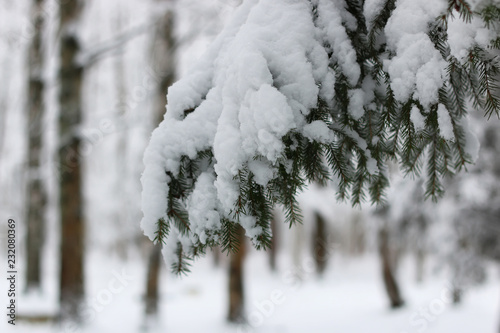 winter snow on fir tree branch
