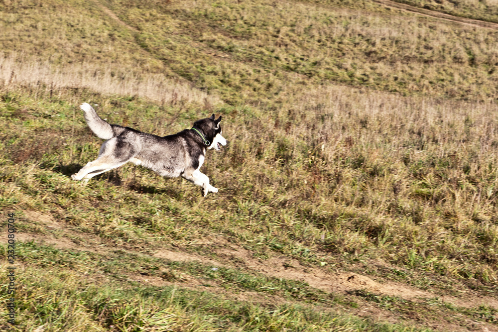 Dog breed Siberian husky running on the field in autumn. Coursing Dog breed Siberian husky running on the field in autumn. Coursing
