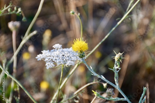 flor