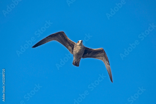 Seagull flying on the blue sky. European herring gull  Larus argentatus .