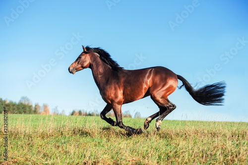 running dark bay sportive welsh pony stallion at freedom
