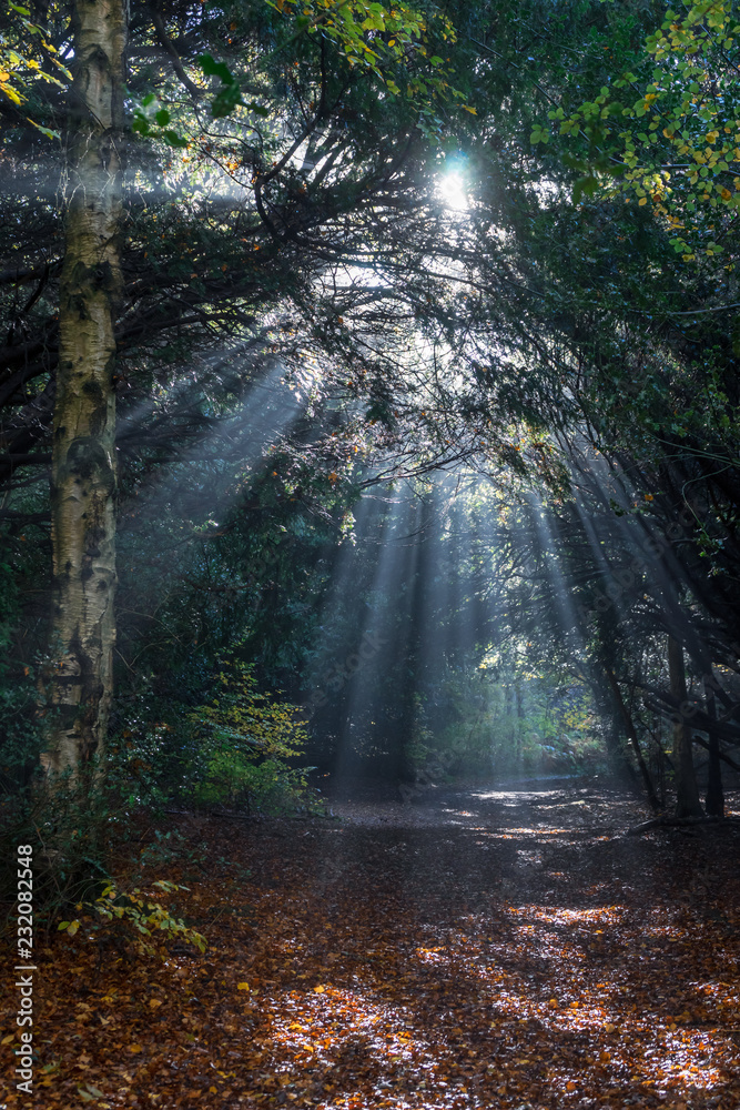 Obraz premium Autumn Trees in Early Morning Sunlight