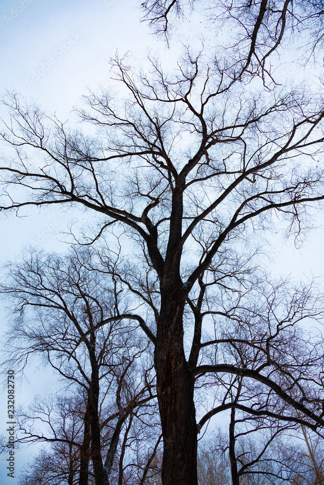 The tops of trees without leaves on a cloudy day against a cloudy sky. The tops of trees without leaves on a cloudy day against a cloudy sky.