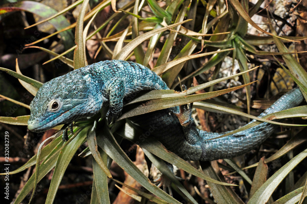 Fototapeta premium Gwatemala-Baumschleiche (Abronia vasconcelosii) - jaszczurka aligatora nadrzewnego Bocourta