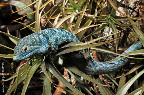 Guatemala-Baumschleiche (Abronia vasconcelosii) - Bocourt's arboreal alligator lizard