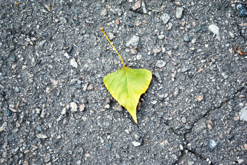 Yellow poplar leaf on gray asphalt road texture, close up detail, top view Yellow poplar leaf on gray asphalt road texture, close up detail, top view