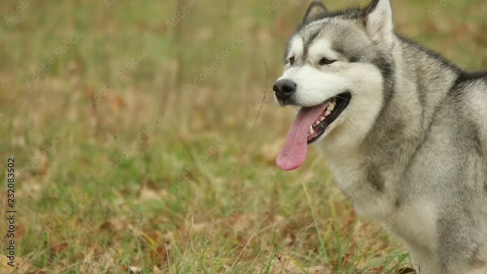 malamute is standing and watching, slow motion malamute is standing and watching, slow motion