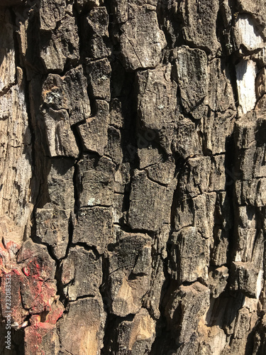 corteza de arbol 