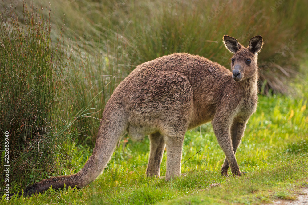 Fototapeta premium Eastern grey kangaroo (Macropus giganteus) spotted late afternoon on the track to Cotters beach in Wilson's Promontory national park, Victoria, Australia
