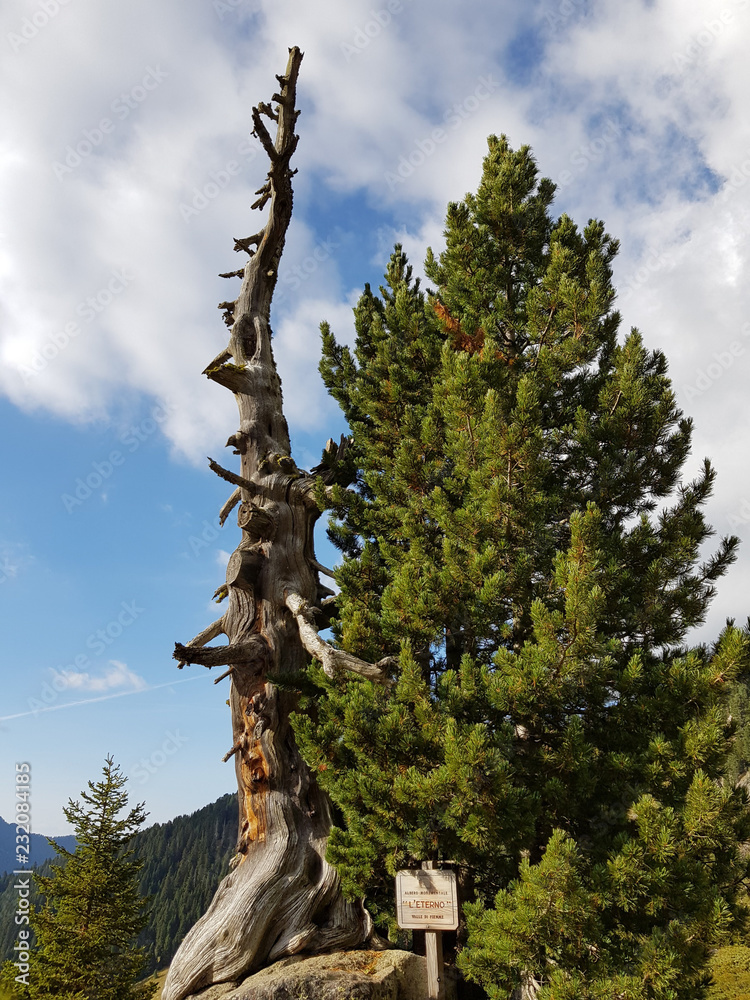 Fototapeta premium L'Eterno. Alter Baum als Wahrzeichen der Wanderung auf den Ziolera im ruhigen Lagorai-Gebirge