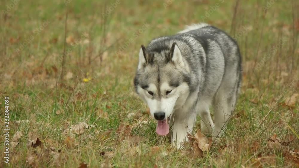 Malamute walks through the field Malamute walks through the field