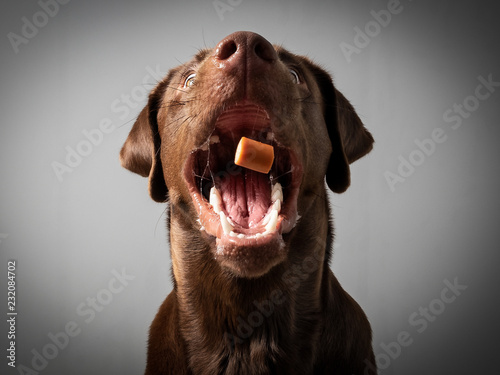 Hund Labrador braun fängt leckerlie keks in der luft und schnappt danach vor grauem Hintergrund photo