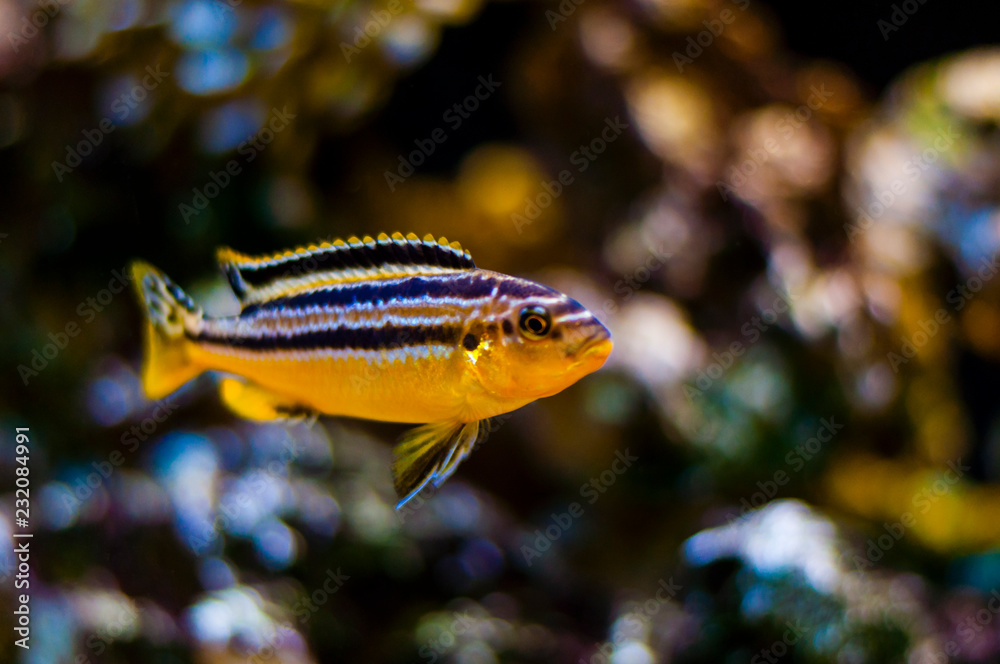 Vibrant swimming Cichlid fish in aquarium