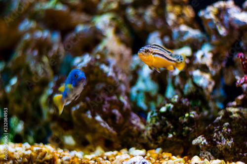 Vibrant swimming Cichlid fish in aquarium