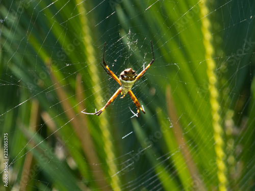 Spider  photo