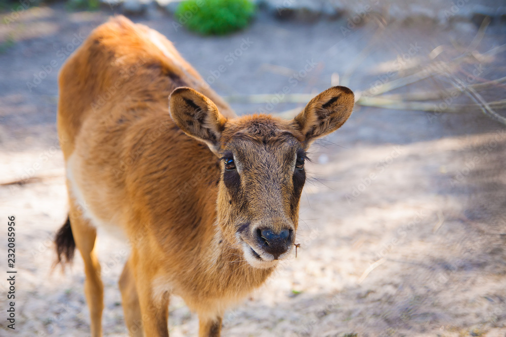 deer deer