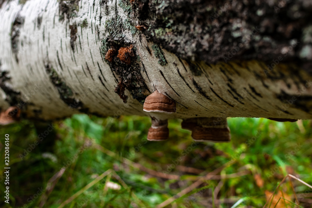 Obraz premium Mushroom on a birch trunk