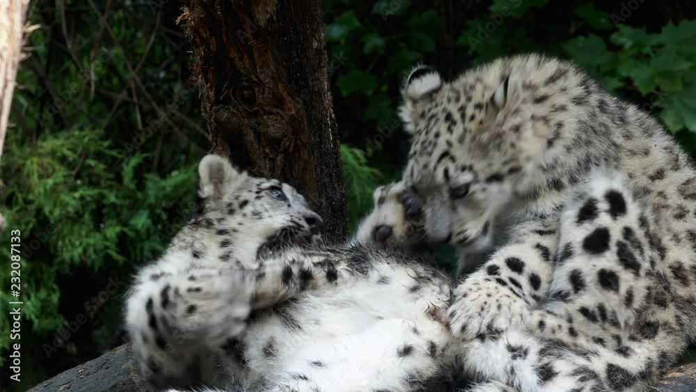 Snow leopard cub (Panthera uncia). Young snow leopard playing. Kittens of snow leopard play together Snow leopard cub (Panthera uncia). Young snow leopard playing. Kittens of snow leopard play together
