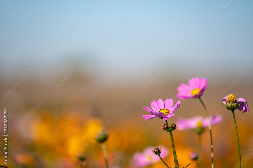 Closeup cosmos flower image