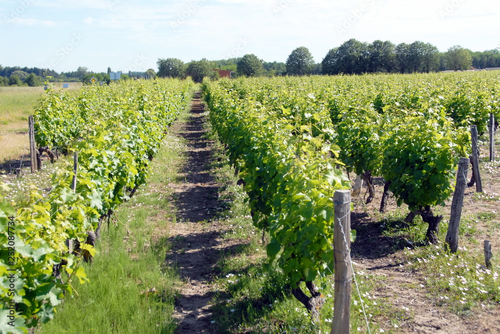 Contres, les vignes autour de la ville, département du Loir-et-Cher, France