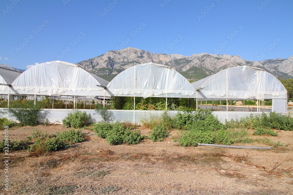 plants in greenhouse