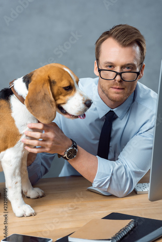 young businessman in eyeglasses playing with cute beagle at table in modern office