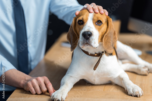partial view of businessman sitting at table with beagle in modern office © LIGHTFIELD STUDIOS