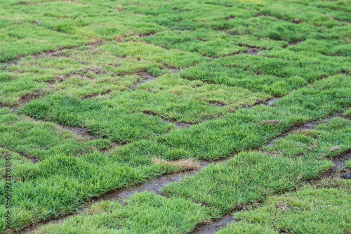 Healthy grass growing in soil pattern,Square of green grass field over in the park.
