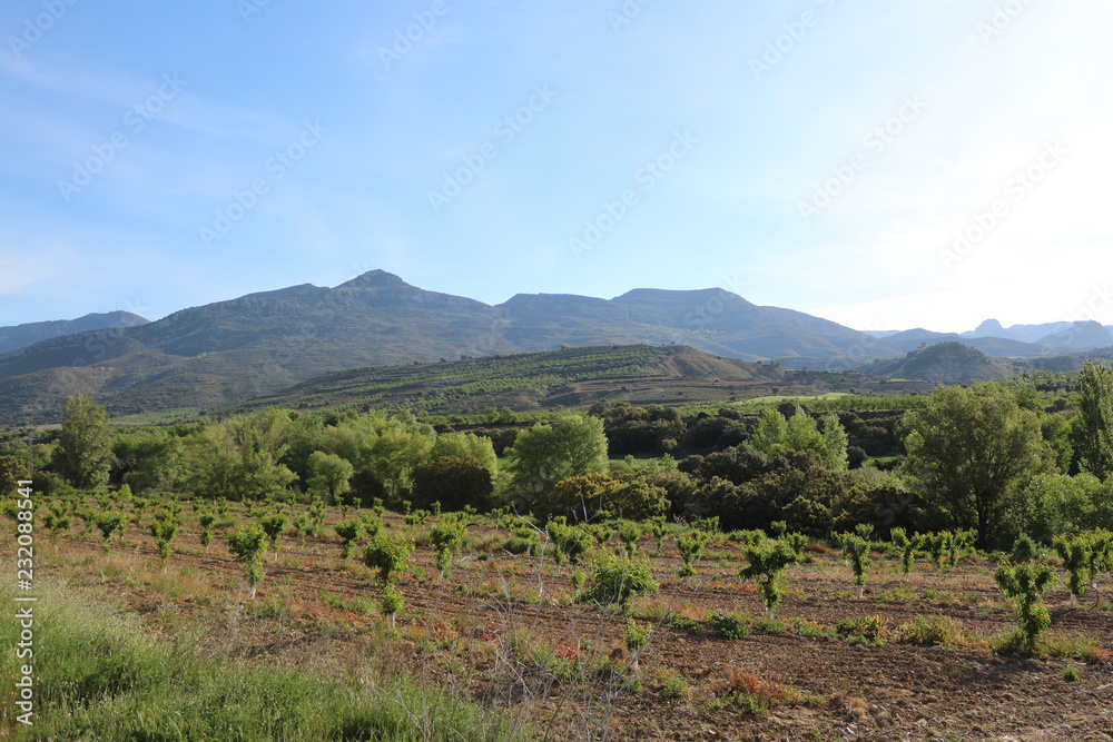 Fruit plants in an orchard lined up on a tilled brown field with, as background, pre-Pyrenees mountains at early morning, in Aragon region, Spain