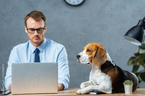 serious businessman in eyeglasses working on laptop while beagle sitting on table in modern office