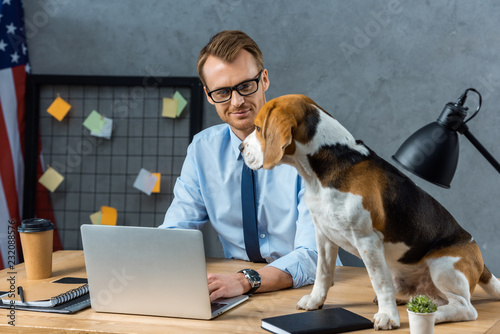 smiling businessman in eyeglasses working on laptop while beagle sitting on table in modern office